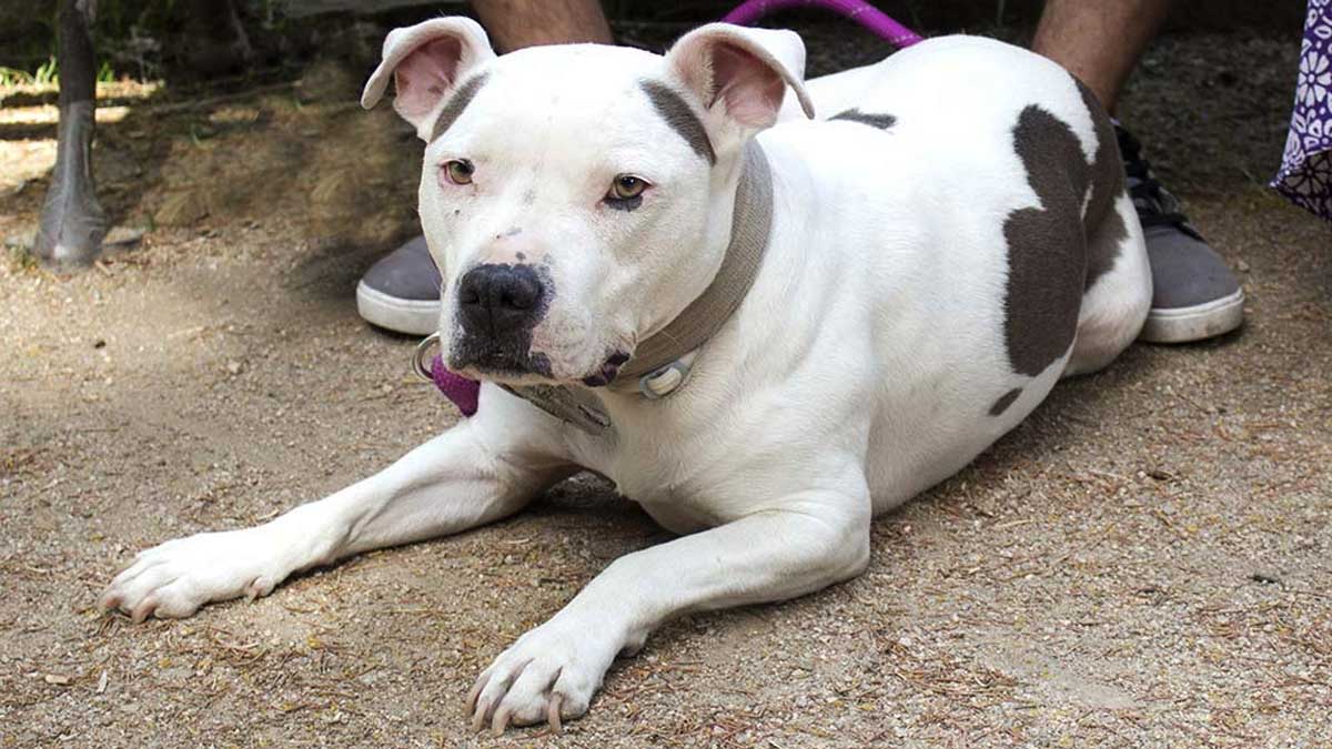 Animal de la raza potencialmente peligrosa.