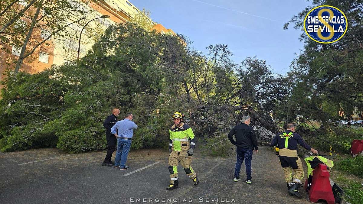 Operarios retirando el árbol caído.