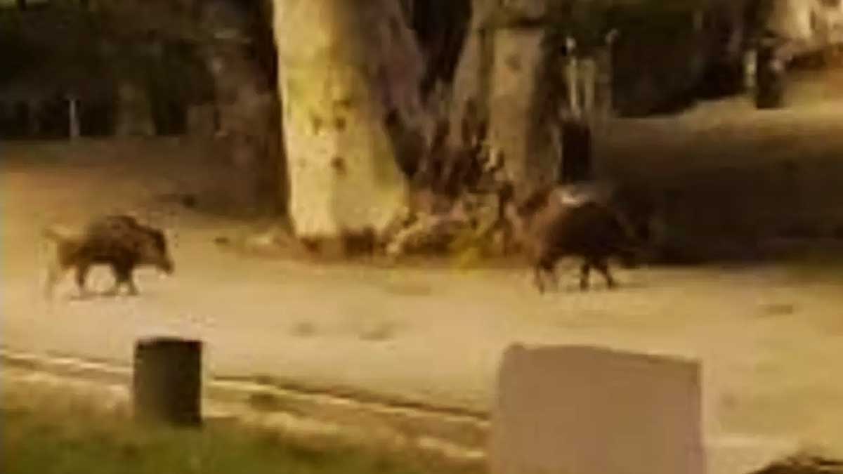 Animales captados en el Parque Miraflores.