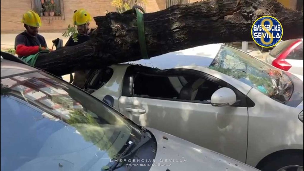 Árbol caído sobre un automóvil blanco estacionado. Bomberos cortando el árbol.