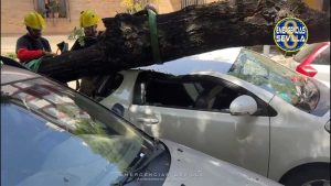 Árbol caído sobre un automóvil blanco estacionado. Bomberos cortando el árbol.