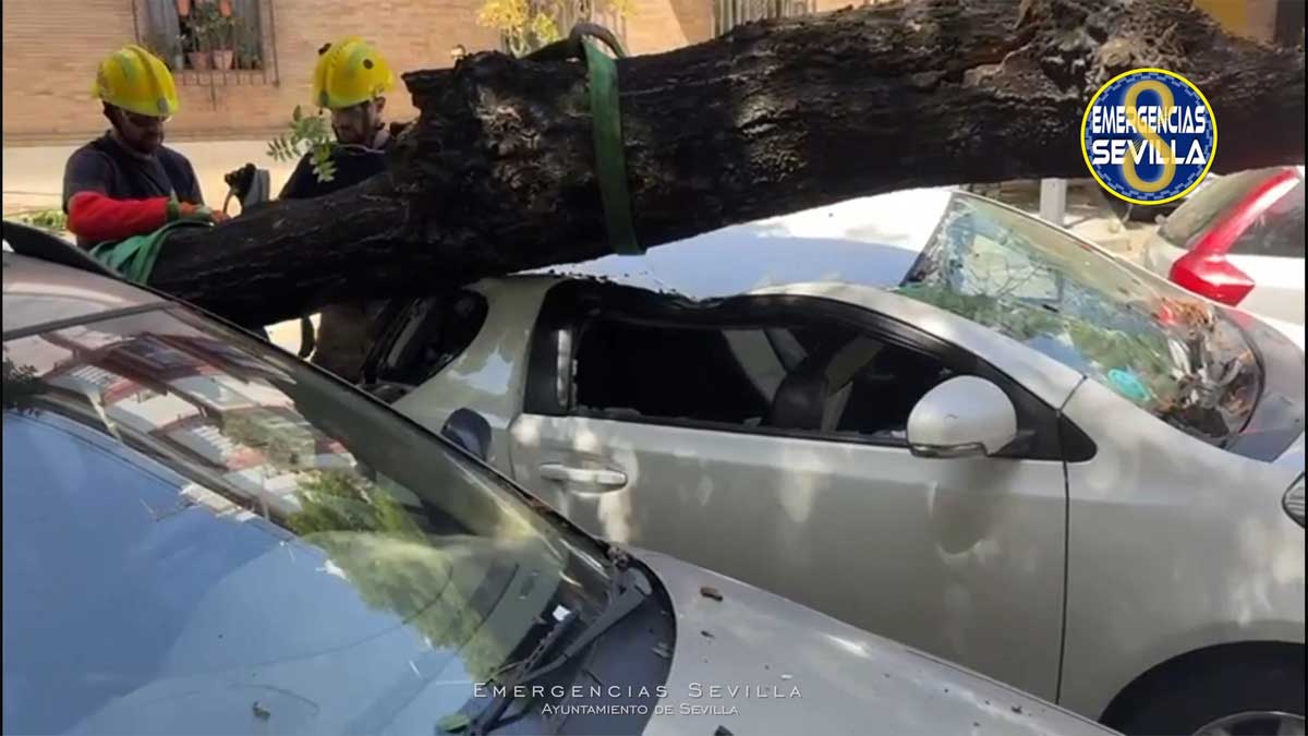 Árbol caído sobre un automóvil blanco estacionado. Bomberos cortando el árbol.