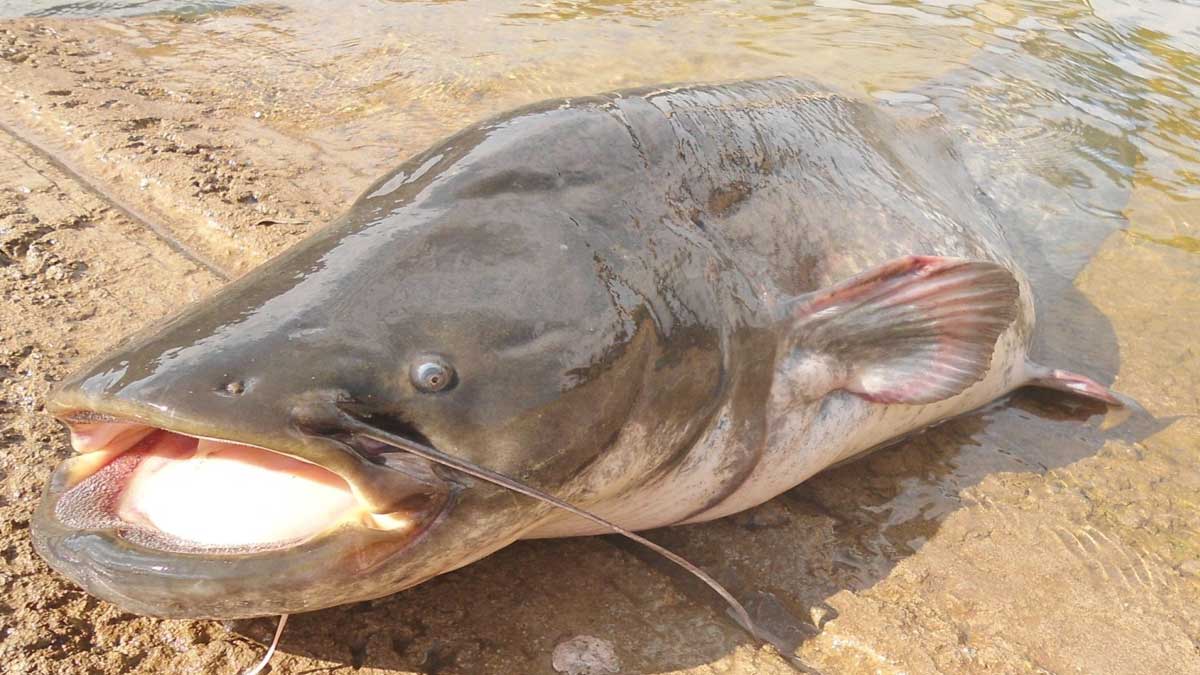 Ejemplar de siluro en la orilla marrón del Guadalquivir en Sevilla.