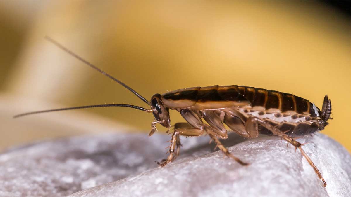 Cucaracha marrón sobre una piedra de color gris.