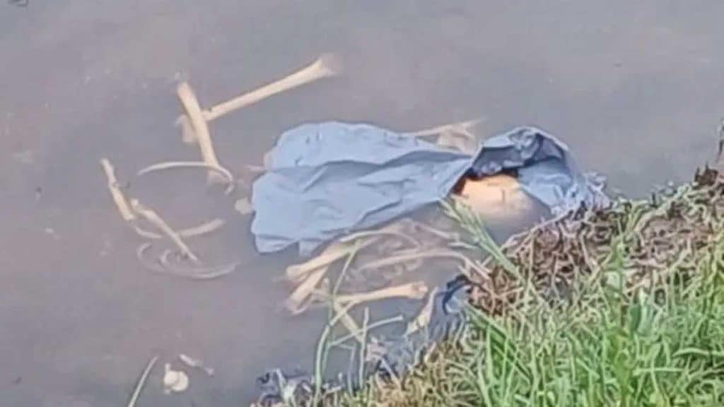 Huesos flotando en un río junto a la orilla.