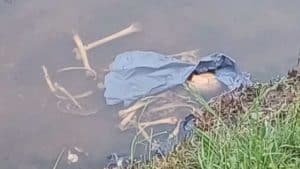 Huesos flotando en un río junto a la orilla.
