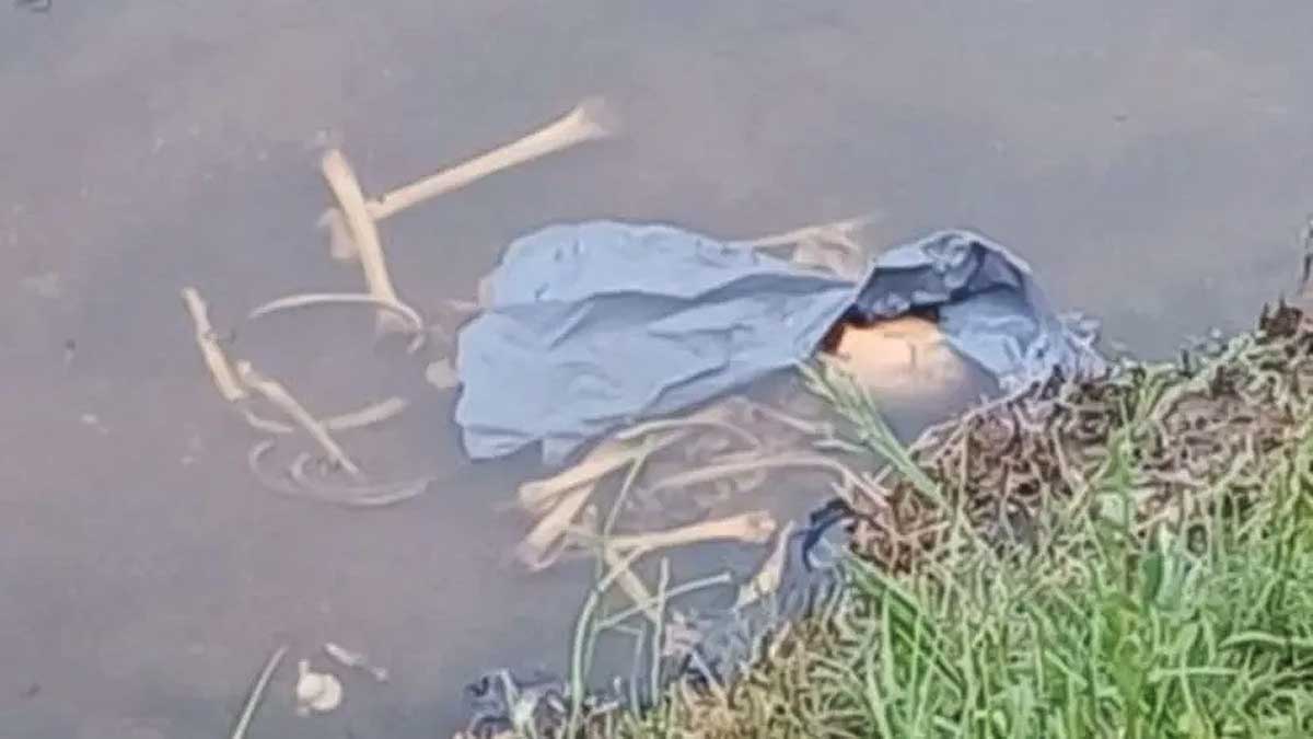 Huesos flotando en un río junto a la orilla.