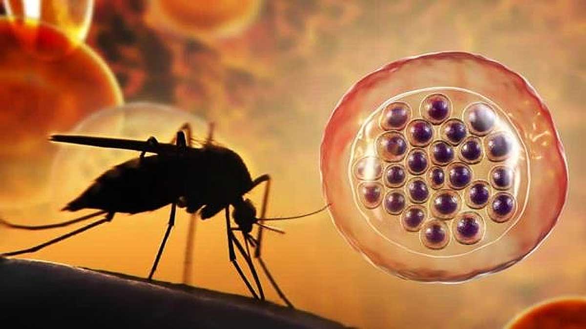Mosquito sombreado y a su derecha la enfermedad de la malaria.