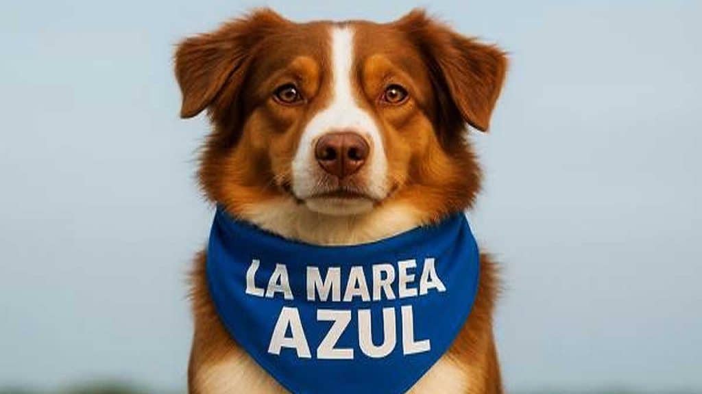 Perro marrón y blanco con un pañuelo de Marea Azul en el cuello.