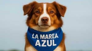 Perro marrón y blanco con un pañuelo de Marea Azul en el cuello.