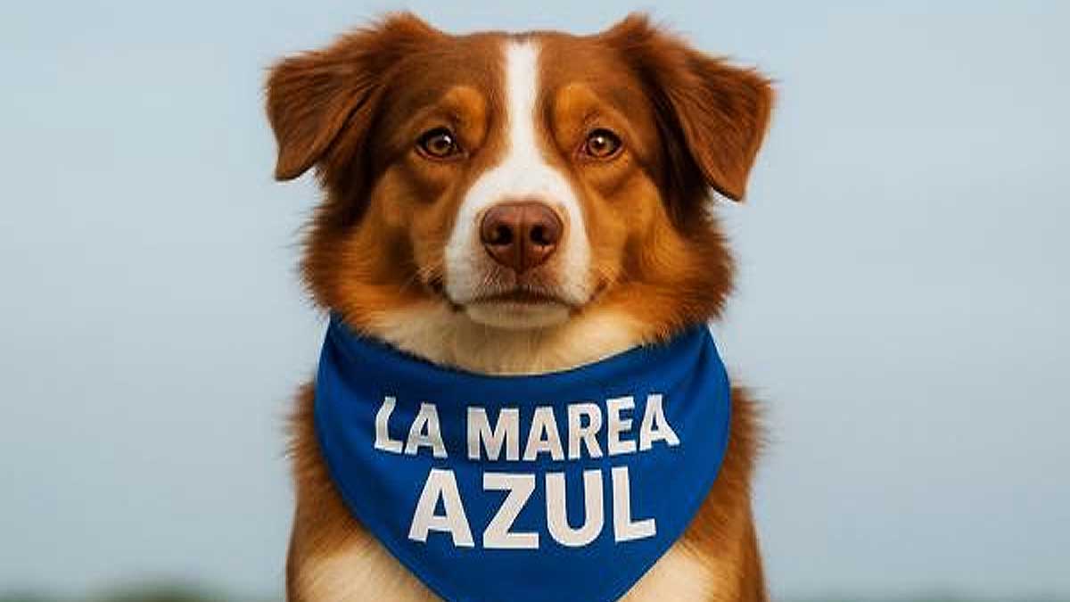 Perro marrón y blanco con un pañuelo de Marea Azul en el cuello.