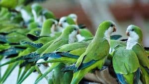Cotorras verdes, muchas, en la rama de un árbol.