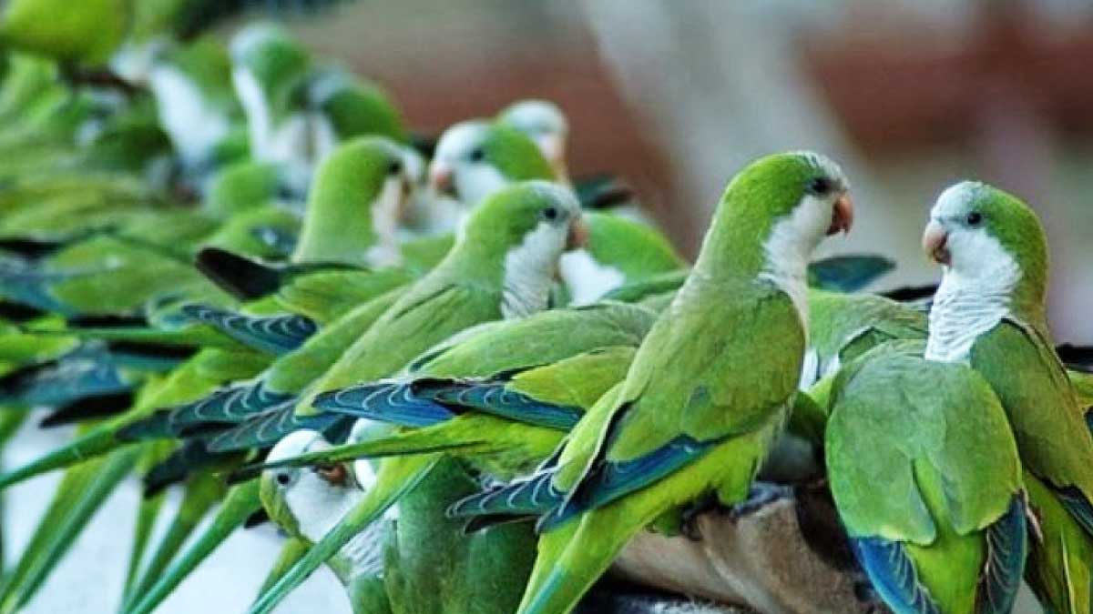 Cotorras verdes, muchas, en la rama de un árbol.