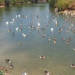 De nuevo animales muertos en parques de Sevilla: ahora una docena de gansos en el Tamarguillo