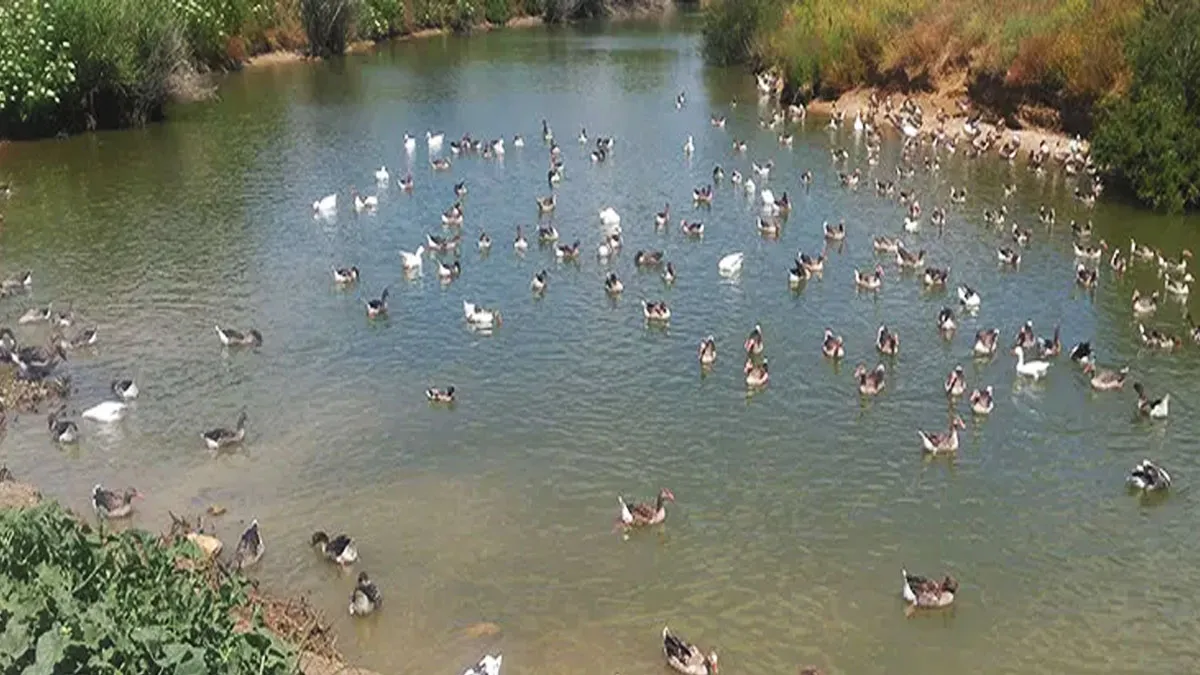 Laguna del Parque del Tamarguillo con patos y gansos.
