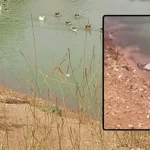 El Parque del Tamarguillo, en Alcosa, permanece cerrado y siguen apareciendo patos y gansos muertos