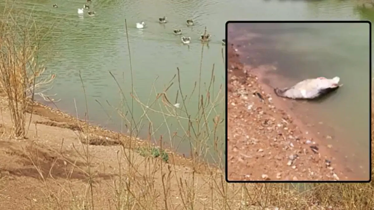 Laguna del Tamarguillo con patos y gansos, a la izquierda un ave muerta.