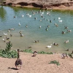"Han cerrado el parque para que no veamos a más animales envenenados": el temor que crece en Alcosa y Sevilla Este tras la muerte de aves en el Tamarguillo
