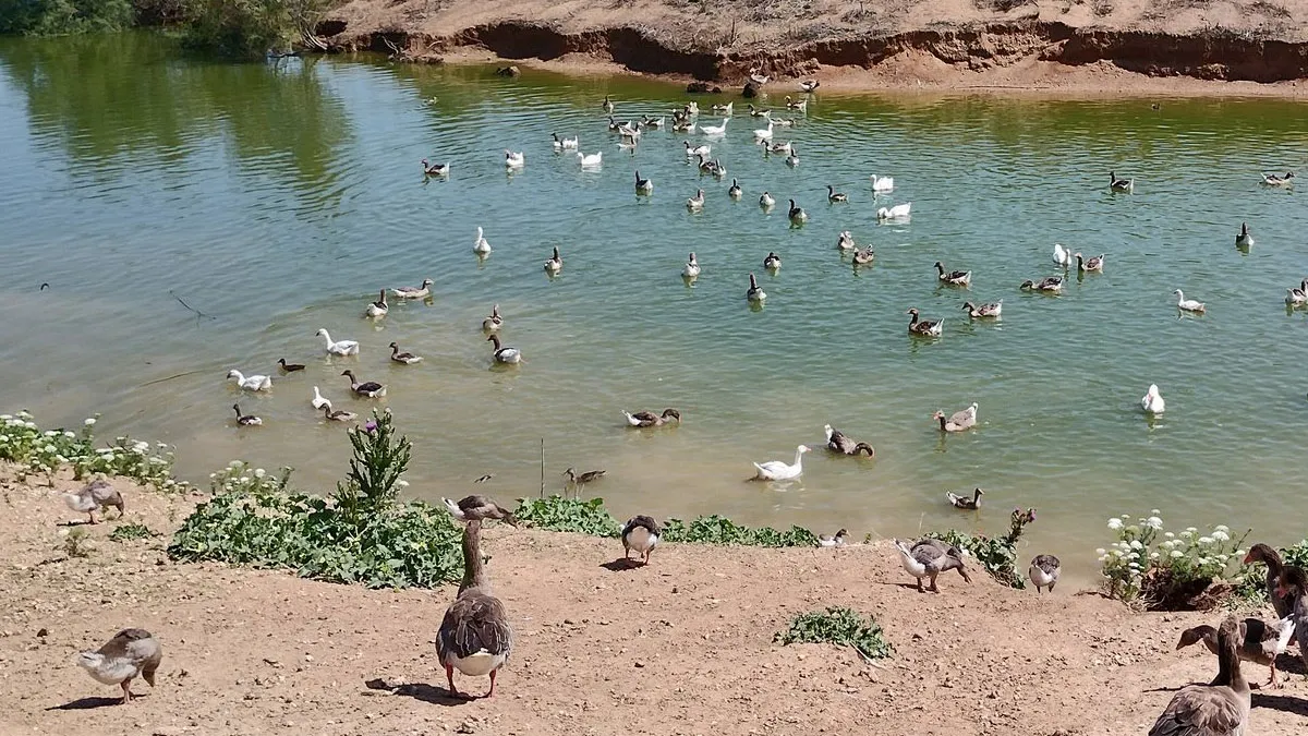 Patos en el agua del parque.