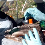 Cómo pudo llegar la gripe aviar a Sevilla y qué riesgos existen para la población