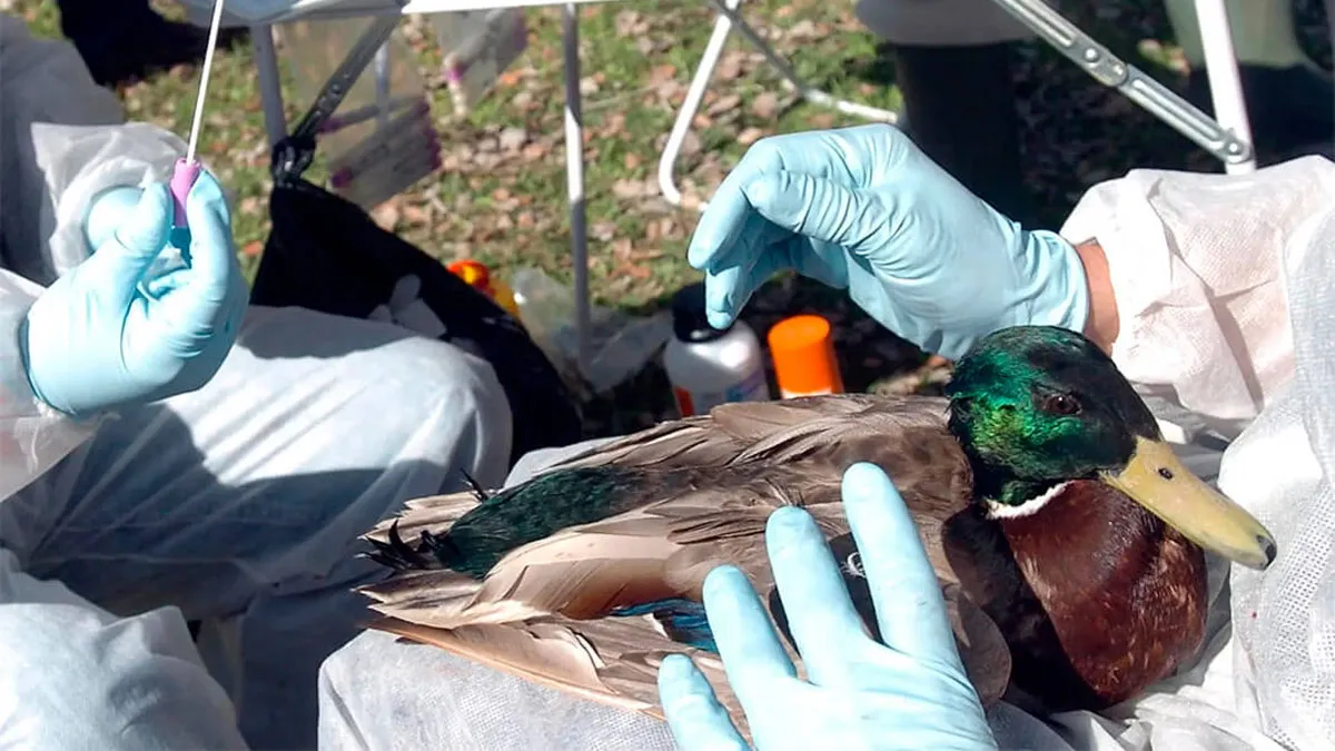 Pato siendo analizado por los veterinarios.