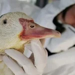 Brote de gripe aviar en Sevilla: por qué el contagio en humanos es más difícil de lo que parece