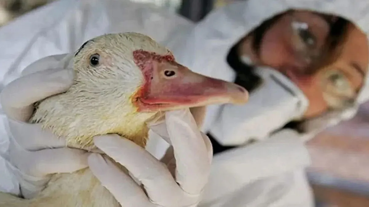Persona de un laboratorio con un pato con posible contagio de gripe aviar.