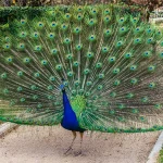 Nuevos casos de aves muertas en Sevilla reavivan la alerta por la gripe aviar