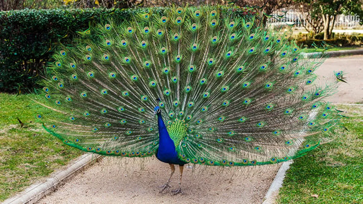 Pavo real con vistoso colores y cola abierta.