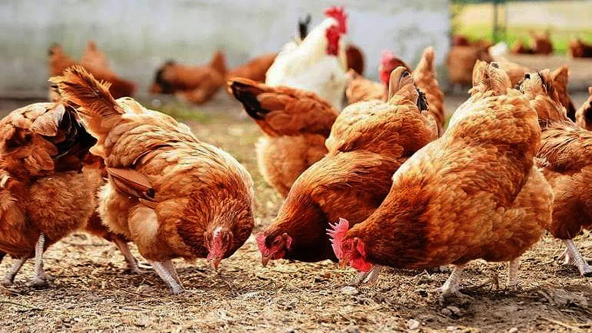 Varias gallinas de color marrón picando pienso en un gallinero.