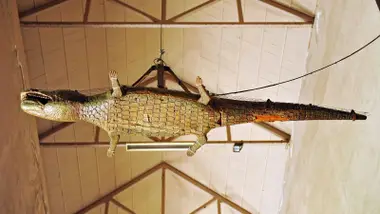 Detalle del lagarto colgado en la Catedral de Sevilla.