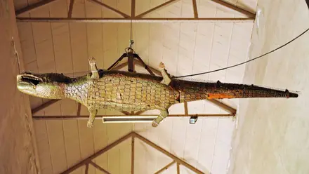 Detalle del lagarto colgado en la Catedral de Sevilla.