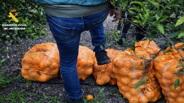 Agende de la Guardia Civil, en vaqueros, con sacos de naranjas.