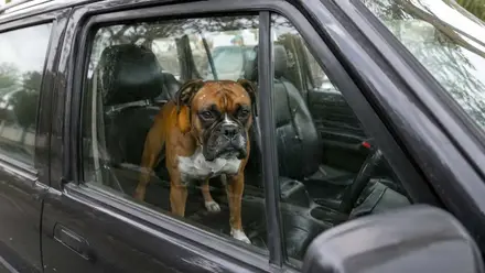 Perrito de raza boxer en el interior de un vehículo negro.