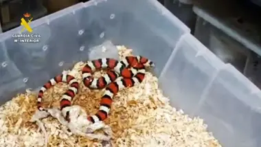 Serpiente en un recipiente, tiene colores rojos, blancos y negros.