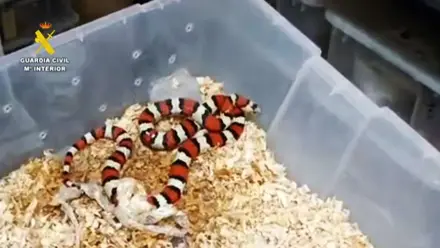 Serpiente en un recipiente, tiene colores rojos, blancos y negros.