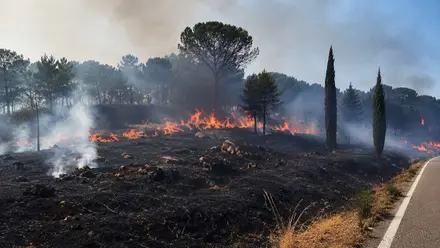 Bosque calcinado y llamas en El Pedroso.