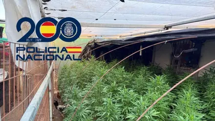Imagen de una plantación de marihuana.