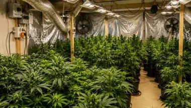 Plantas de marihuana.