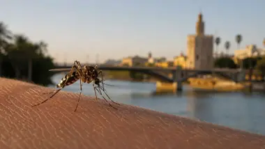 Mosquito sobre el brazo de una persona y la Torre del Oro con el Guadalquivir de fondo.