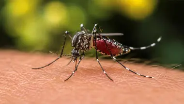 Mosquito sobre la piel de una persona.