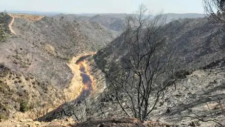 Zona del monte arrasada por el fuego.