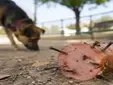 ¿Quién puede querer hacer daño a los animales? En Sevilla Este vuelven a encontrar salchichas con clavos