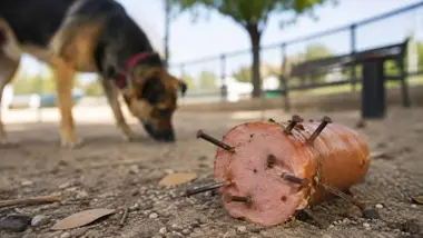 Perro en un parque canino y cerca una salchicha con clavos.