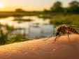 Virus del Nilo: un experto explica por qué aumentan los casos en Sevilla sin que el virus sea más peligroso