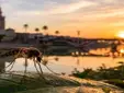 Confirmados nuevos casos del virus del Nilo en Sevilla mientras se refuerza la vigilancia