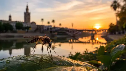 Mosquito a orillas de Sevilla.