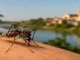 Andalucía eleva a 43 los casos de virus del Nilo: Sevilla concentra los contagios y Huelva registra el primero