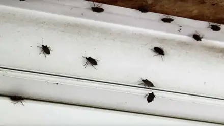 Muchos ejemplares de chinches hediondas pentatomidae.