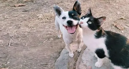 Perrito y gatito de color negro y blanco (ambos).